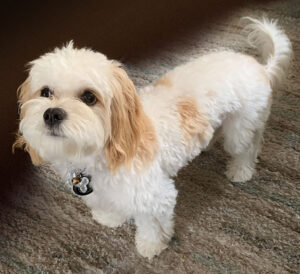 Meet Preston - the office therapy dog-in-training. He is a Maltese/King Charles Spaniel mix. And he adores people!