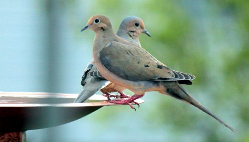 Pair of Doves